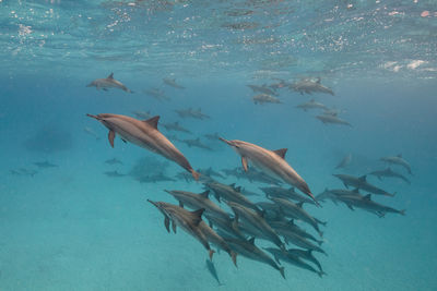 School of dolphins playing