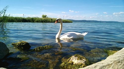 Swan floating on lake against sky