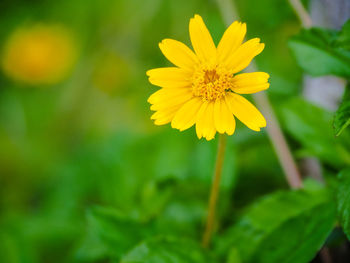 Close-up of yellow flowering plant