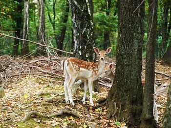 Deer in forest