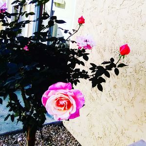 Close-up of pink roses