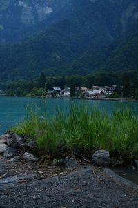 Scenic view of river amidst trees