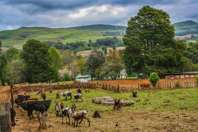 Horses in a field