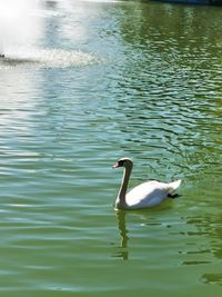 Swan swimming in lake