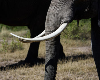 Cropped image of elephant on field