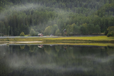 Reflection of trees in a lake