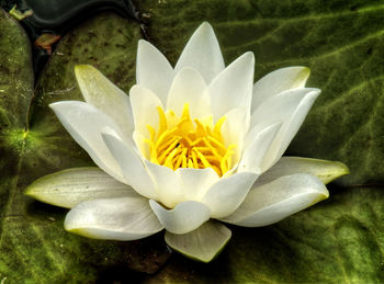 Close-up of lotus water lily in pond