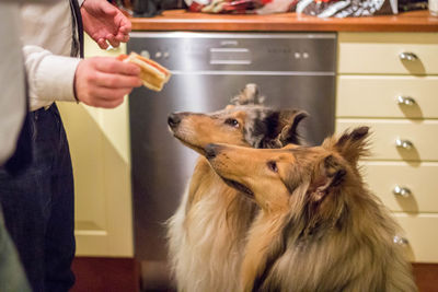 Cropped image of man feeding dogs at kitchen