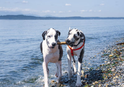 Very happy harlequin great danes playing stick fetch on a rocky beach shore, sharing stick.