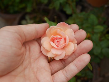 Close-up of hand holding rose flower