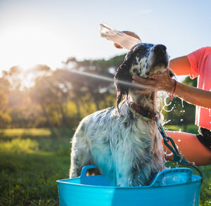 Close-up of an english setter being given a bath in the garden by its owner. pet care concept.