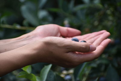 Cropped hands of person holding blueberries at farm