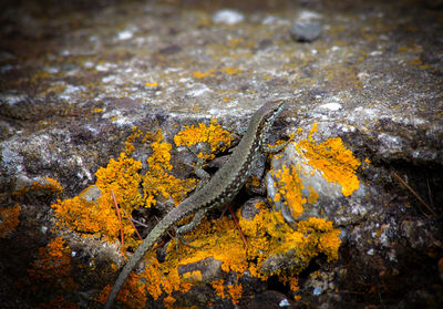 Close-up of yellow lizard on rock