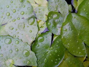 Full frame shot of water drops on leaf