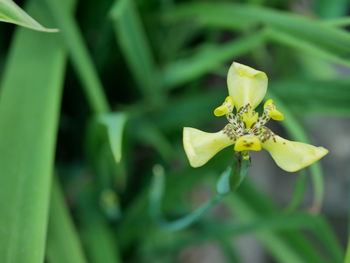 Close-up of yellow flowering plant