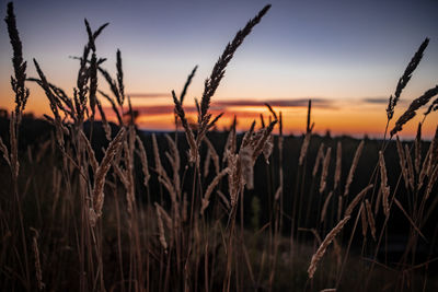 Close-up of stalks in field against sunset sky