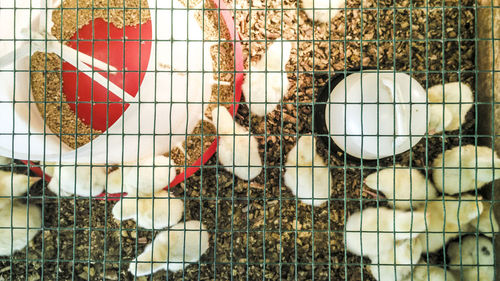 Directly above shot of baby chickens in cage