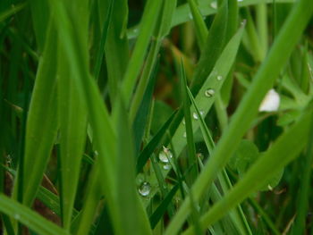 Close-up of wet grass