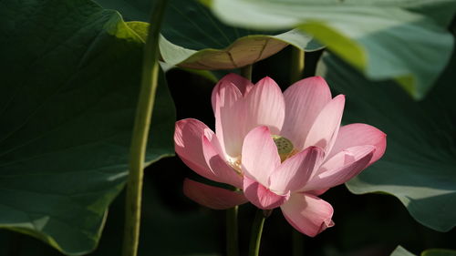 Close-up of pink lotus water lily