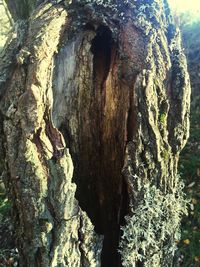 Close-up of tree trunk