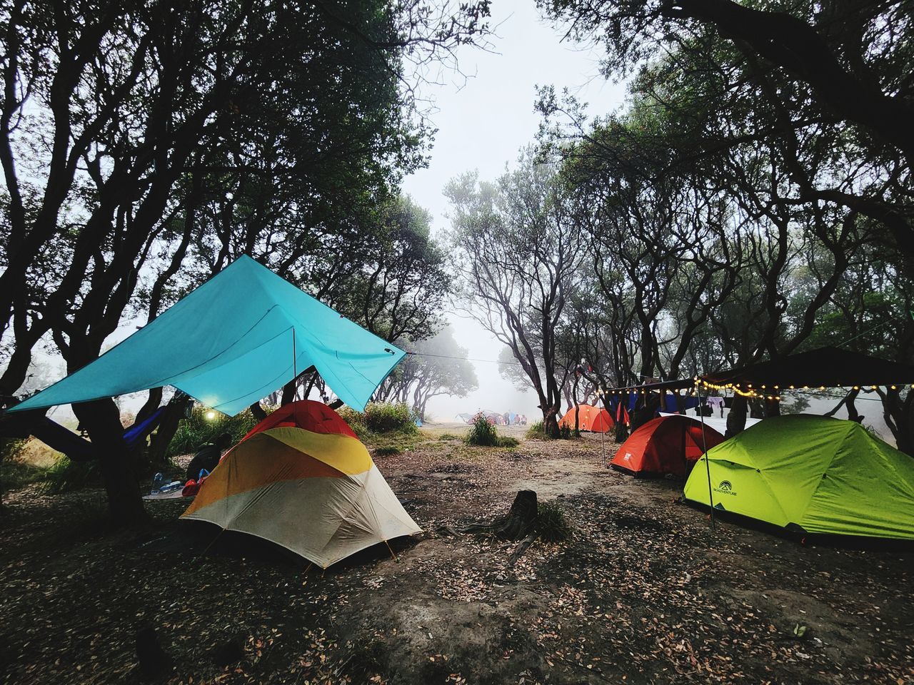 tent, tree, camping, plant, nature, land, day, sky, adventure, umbrella, outdoors, no people, forest, environment, multi colored, beauty in nature, sunlight, protection, non-urban scene, leisure activity