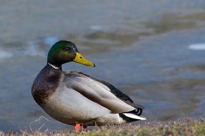 Side view of a bird on a lake