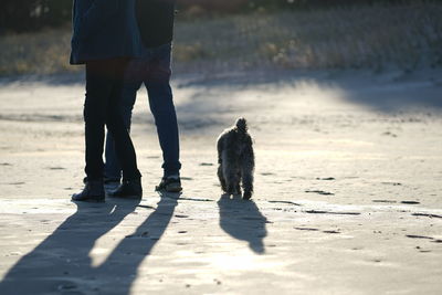 Humans with walking with little poodle dog at baltic sea beach in winter