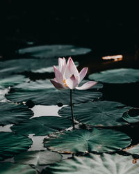 Close-up of lotus water lily in pond