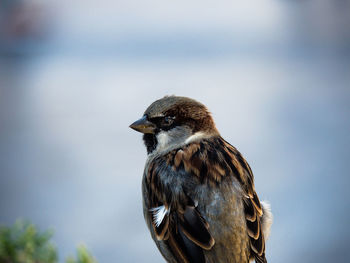 Close-up of sparrow