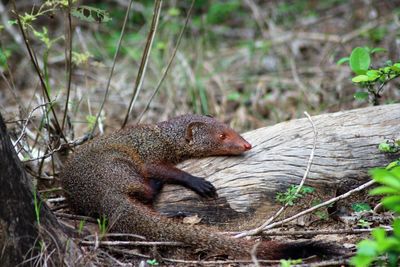 Close-up of lizard on tree