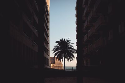 Low angle view of palm trees against sky