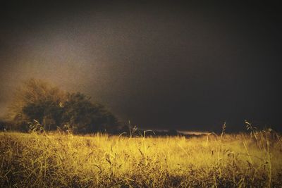Trees on field at night