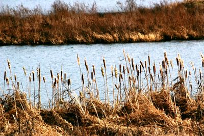 Scenic view of reed grass in lake