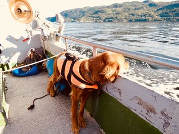 Dog on a boat with scenery