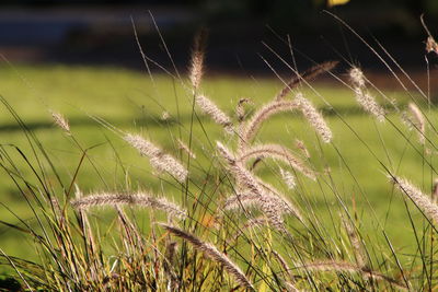 Close-up of grass on field