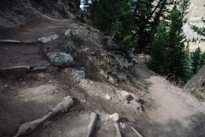 Rock formation in forest