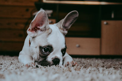 Close-up portrait of a dog at home