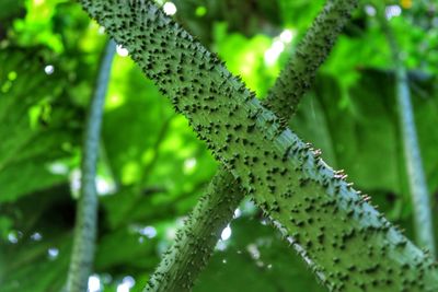 Close-up of fern on tree