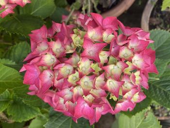 Close-up of pink rose flowers