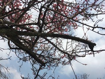 Low angle view of flower tree against sky