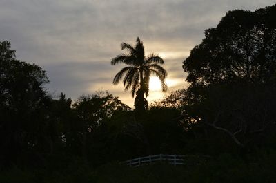 Silhouette of trees against cloudy sky