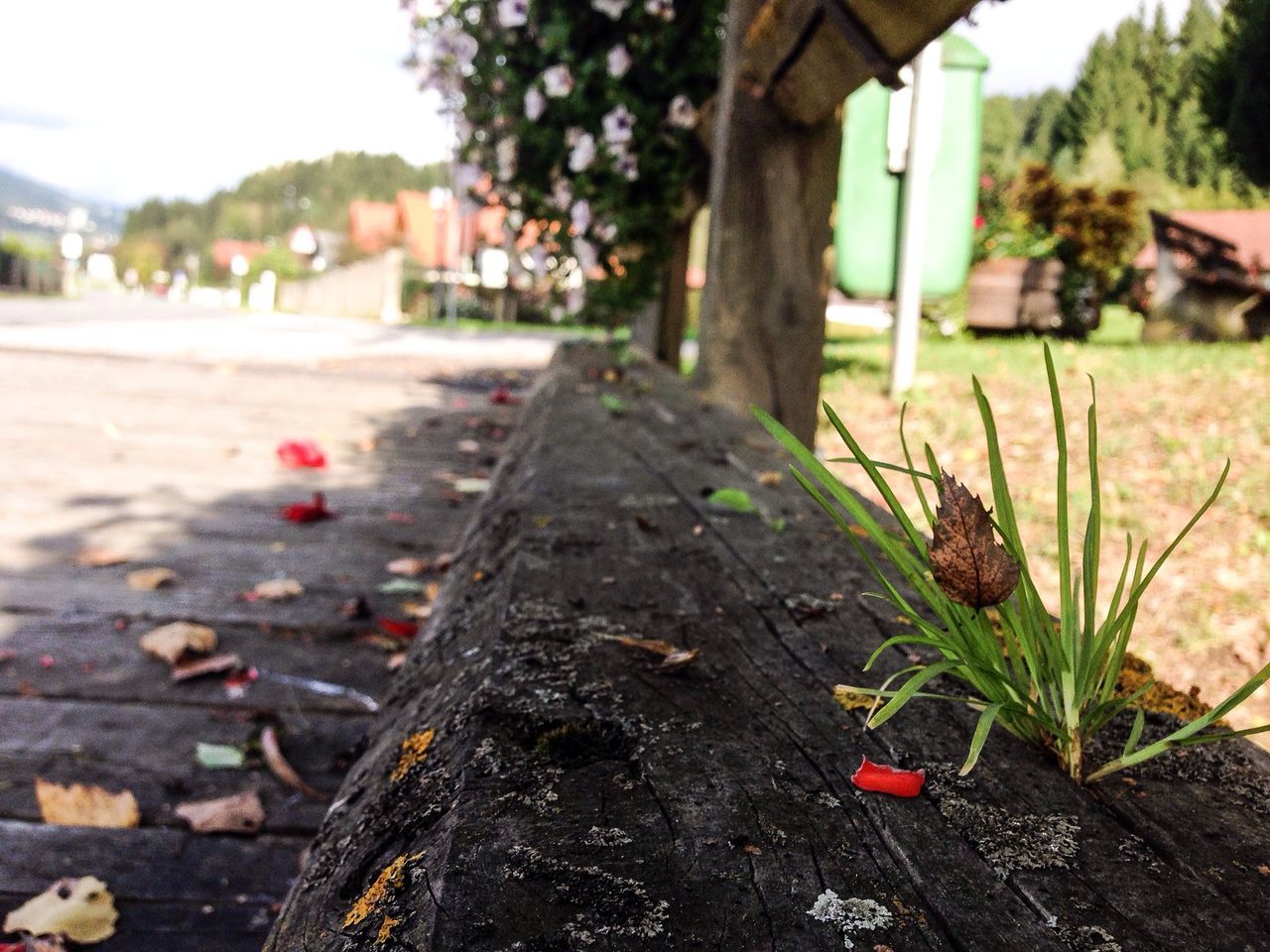 focus on foreground, surface level, tree, selective focus, railroad track, leaf, the way forward, built structure, transportation, building exterior, incidental people, day, close-up, footpath, plant, outdoors, diminishing perspective, street, growth, nature