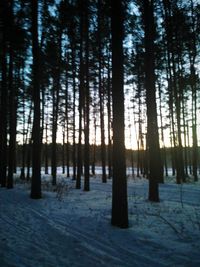 Trees in forest during winter