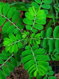 High angle view of fresh green leaves