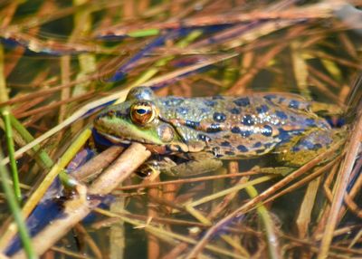 Close-up of lizard on grass