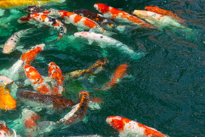 High angle view of koi carps swimming in pond