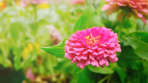 Close-up of pink flower