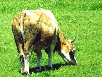 Cow grazing on field