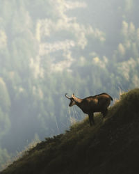 Low angle view of deer on mountain
