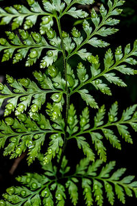 Close-up of green leaves